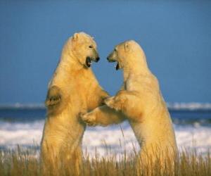Puzzle Μάχη δύο μεγάλες πολικές αρκούδες